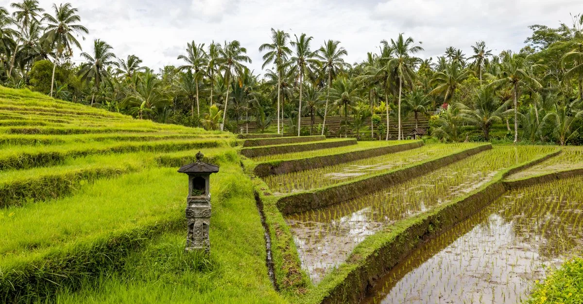 Best Photo Tours in Ubud