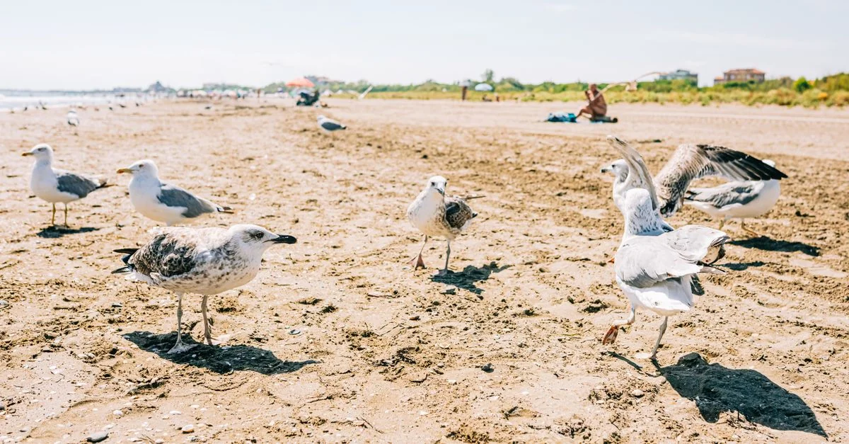 Viareggio to Rome by Bus: A Budget Traveler&rsquo;s Guide