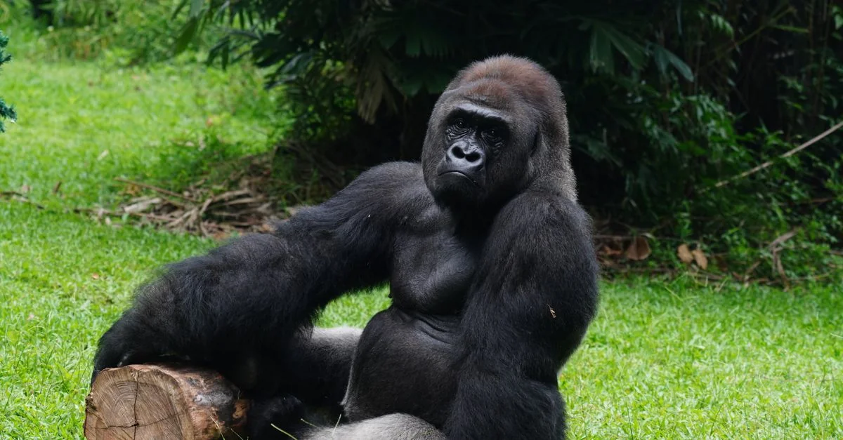Visa Requirements and Travel Access for the Congo Passport