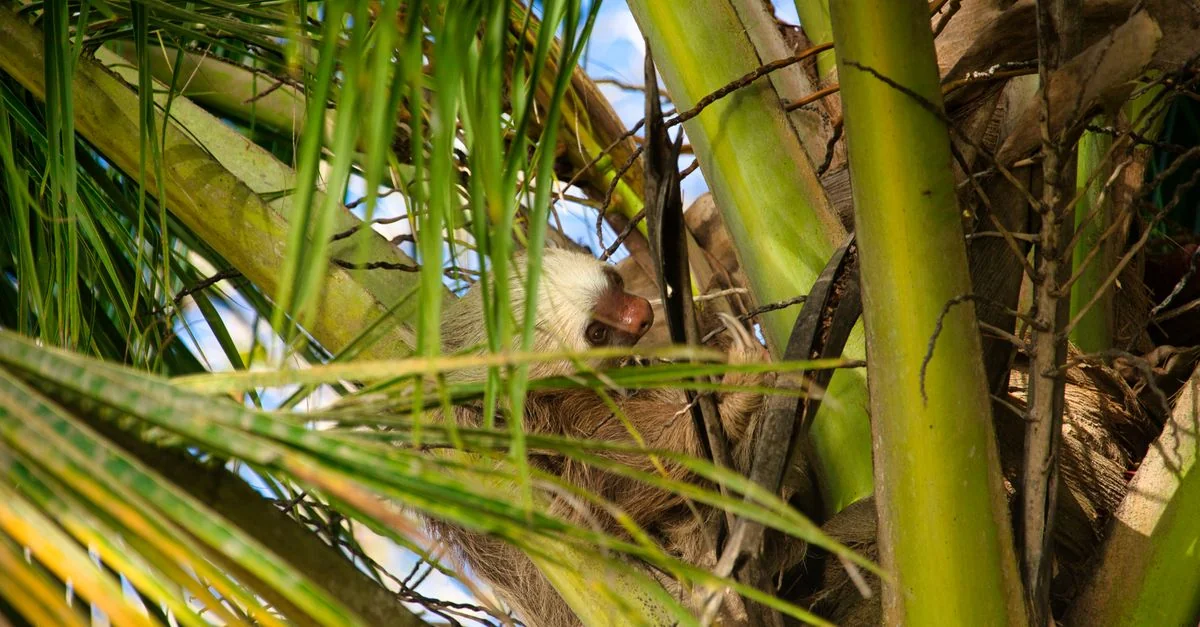 Complete Visa Requirements Guide for the Costa Rica Passport