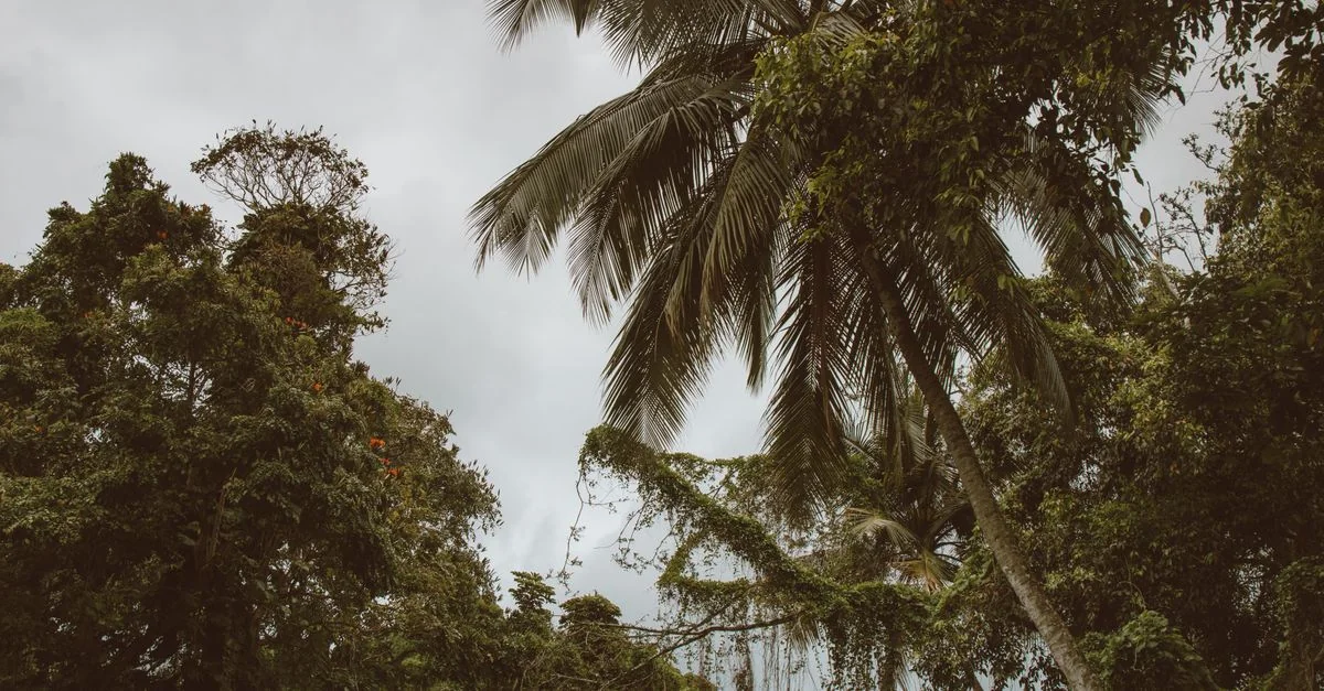 Navigating the World with a Gabon Passport: A Complete Visa Guide