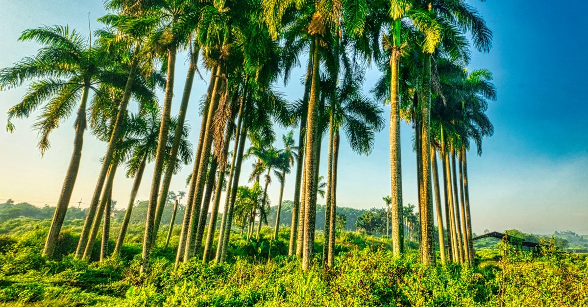 Gambia Passport: A Gateway to Global Exploration