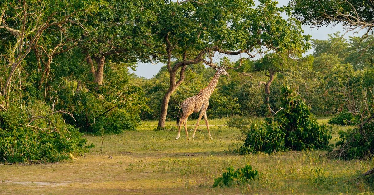 Gambia Passport: A Gateway to Global Exploration