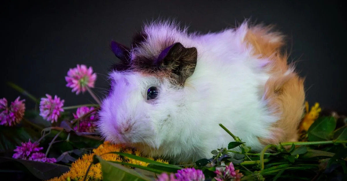 Guinea Passport: Exploring the World with Ease