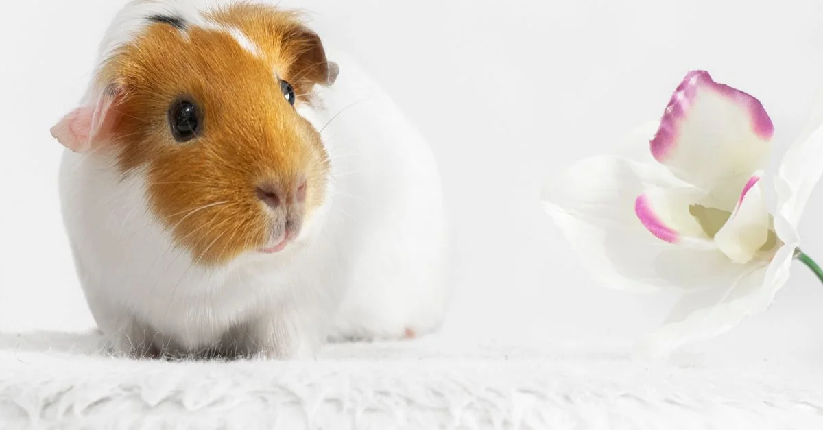 Guinea Passport: Exploring the World with Ease