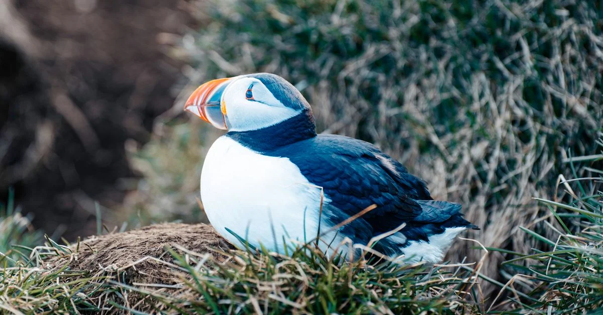 Iceland Passport Visa Guide: Where Your Passport Takes You