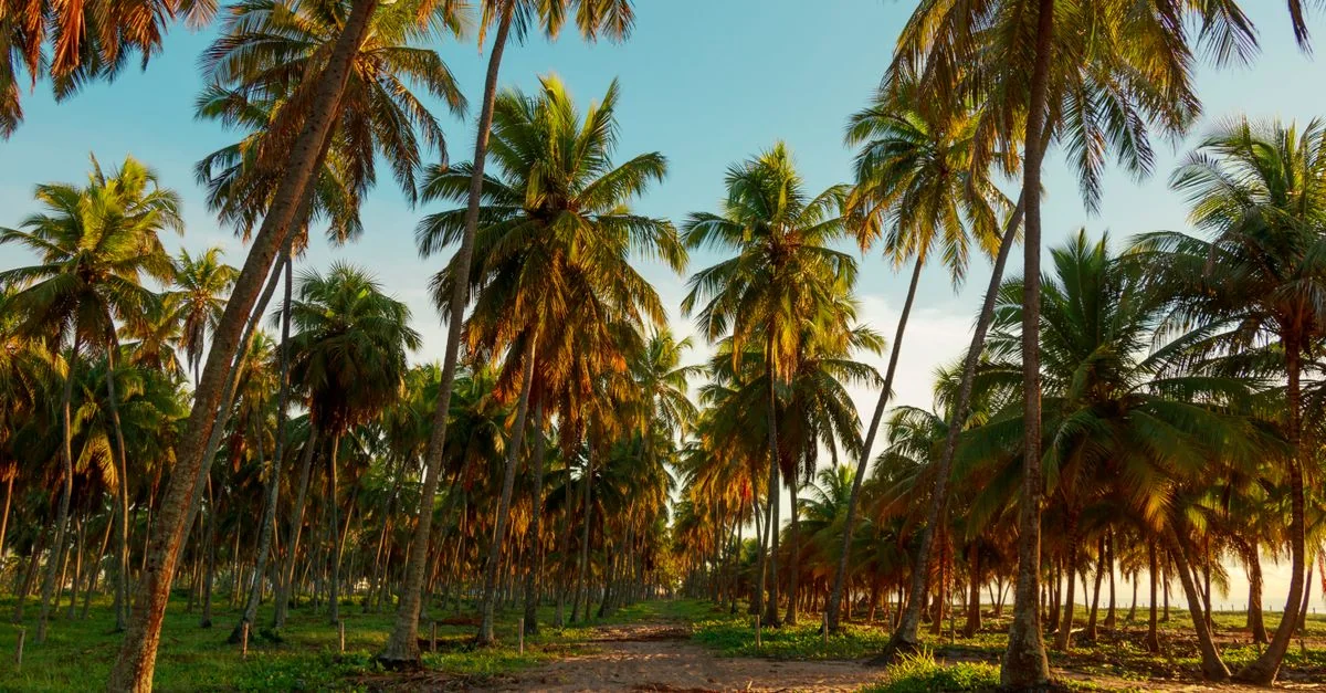 Ivory Coast Passport: A Gateway to Global Exploration