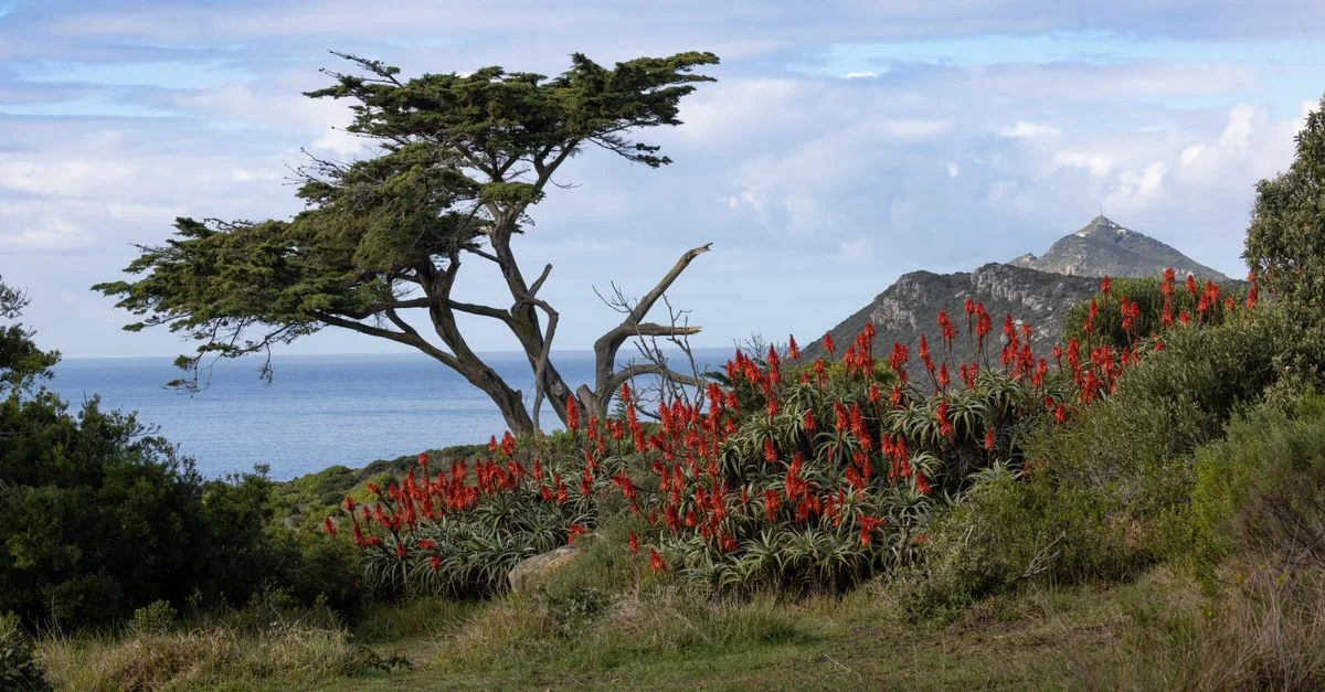 Photography Tours in Western Cape: Best Photo Walks and Workshops