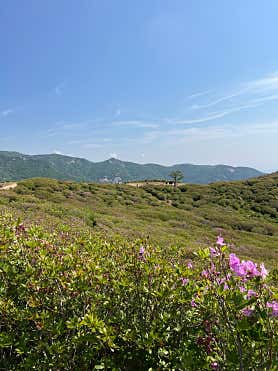 산청 황매산 철쭉제