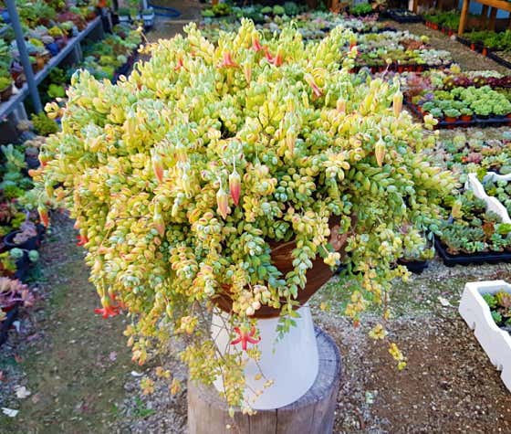 꽃보다이쁜다육